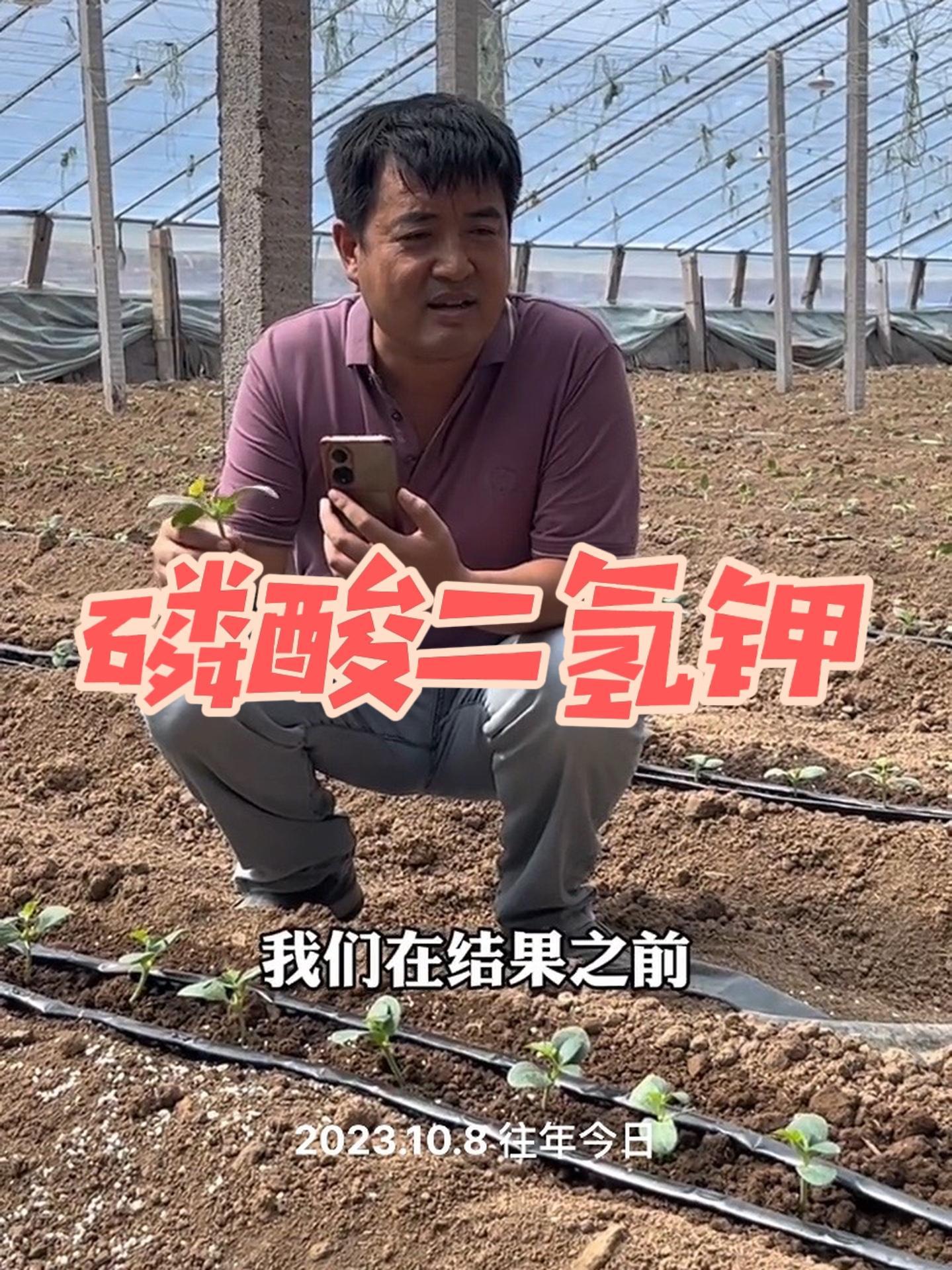 别着急用磷酸二氢钾!蔬菜种植 农业技术推广 病虫害防治 番茄种植 黄瓜种植技术