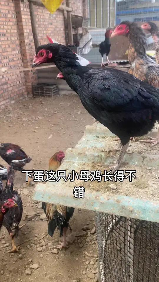 下蛋这只小母鸡长得不错高质量斗鸡公鸡中的战斗机斗鸡爱好者战斗公鸡斗鸡