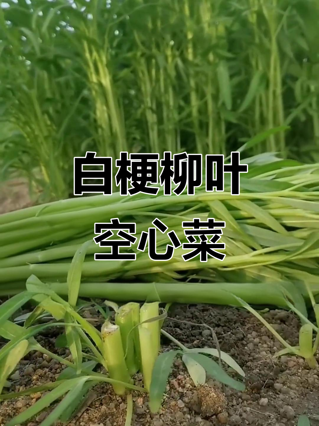 室内种植白梗柳叶空心菜,美观又营养