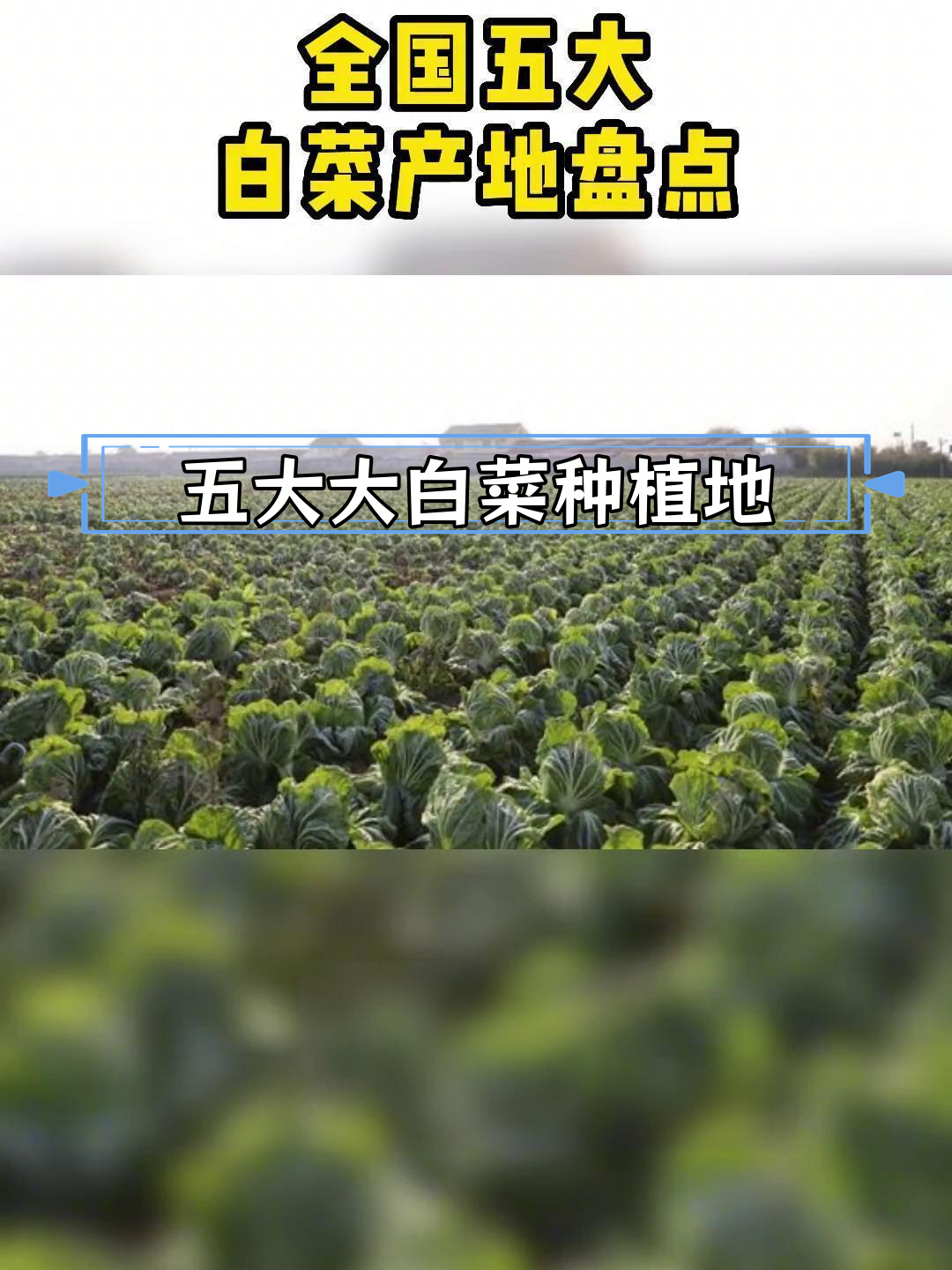 全国五大白菜产地,老板必看!