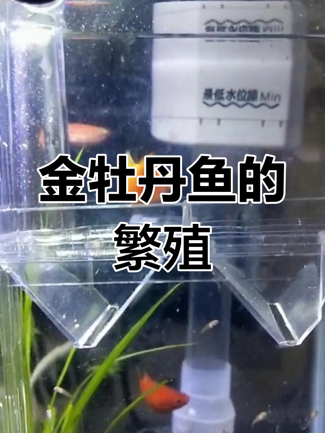 8月6日凌晨,金牡丹鱼再次产下20尾小鱼