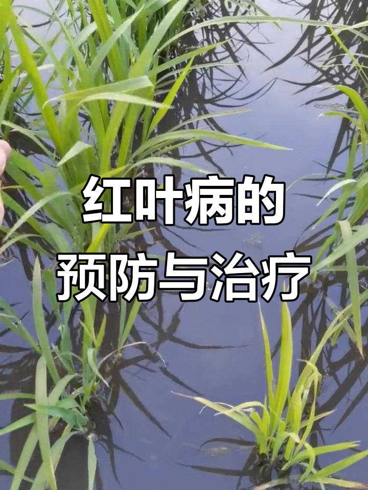 水稻红叶病原因分析,如何防治细菌性褐斑病