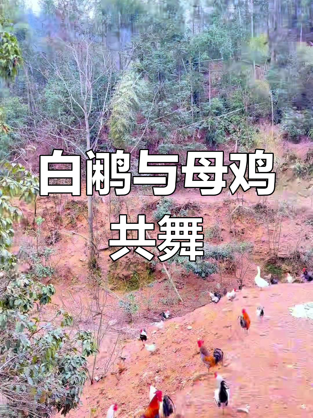 白鹇飞临母鸡身边,美丽画面引关注