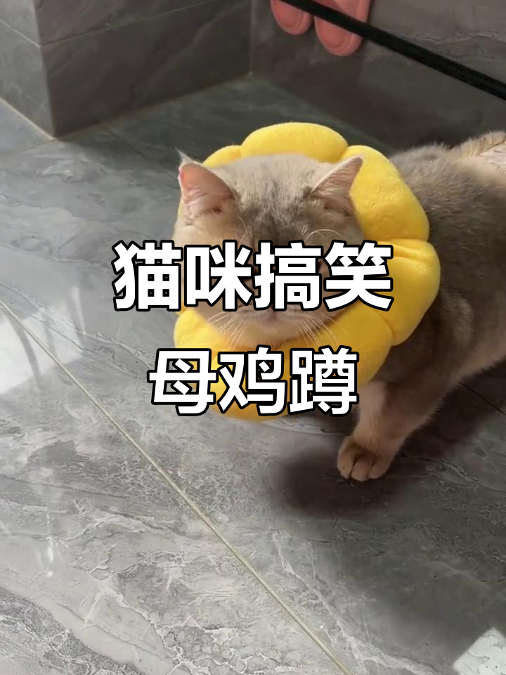 这只猫太可爱了，母鸡蹲的姿势简直让人笑出声！