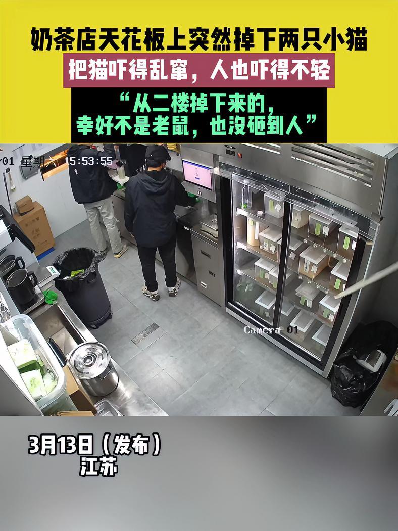 3月13日(发布),江苏,素材来源@茉莉奶绿不加糖. 奶茶店天花板上突然掉下两只小猫,把猫