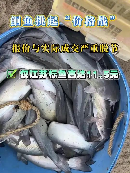 鮰鱼市场依旧呈现有价无市的尴尬局面，报价与实际成交脱节严重。“塘口出价11.5元，到市场卖