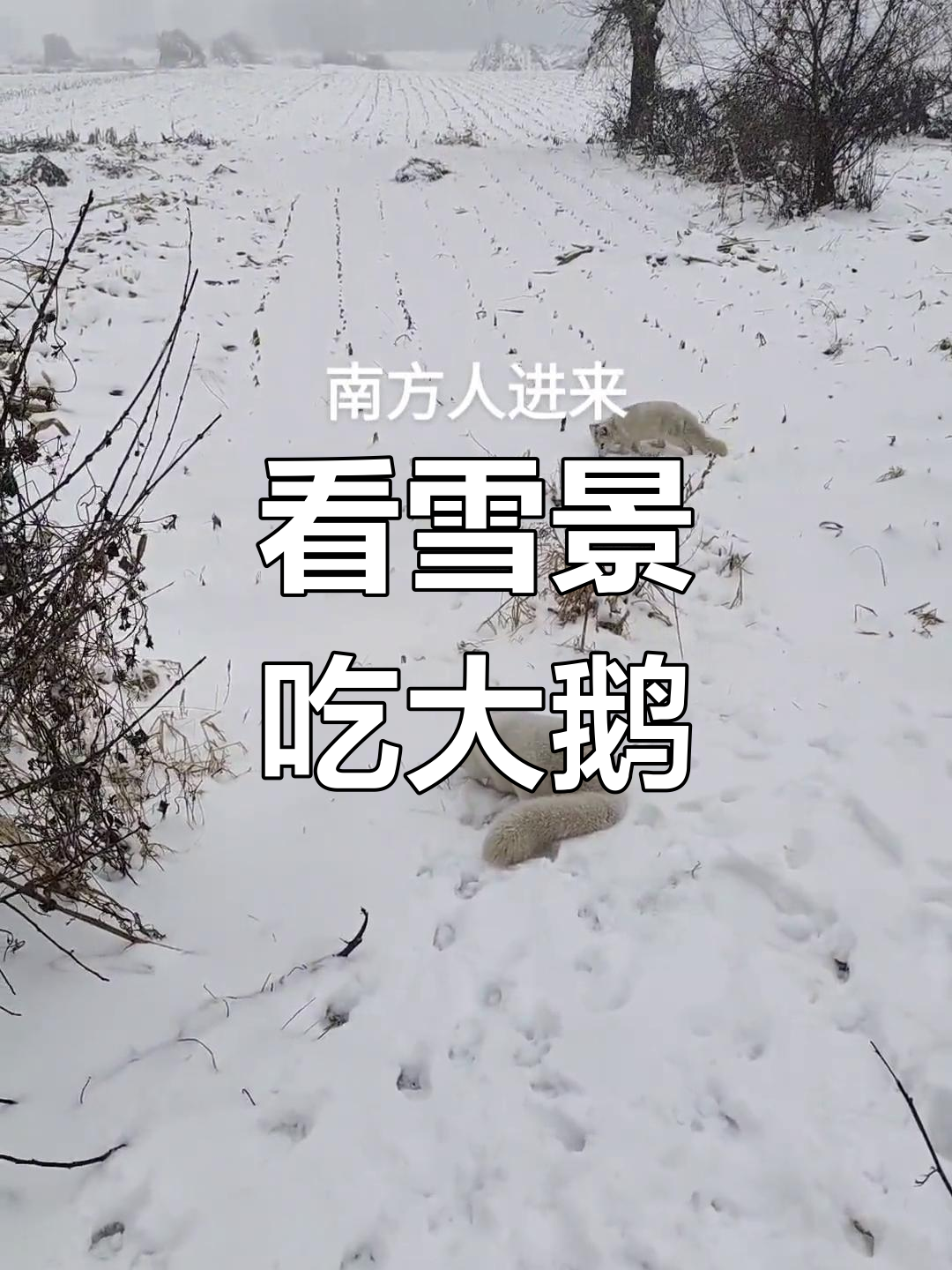 南方朋友来东北看雪,炖大鹅迎接风雪归途