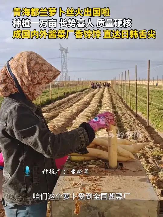 青海都兰萝卜丝火出国啦 种植一万亩 长势喜人 质量硬核 成国内外酱菜厂香饽饽 直达日韩舌尖
