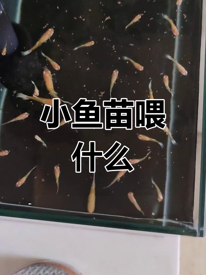 孔雀鱼苗吃什么?高营养开口饲料推荐