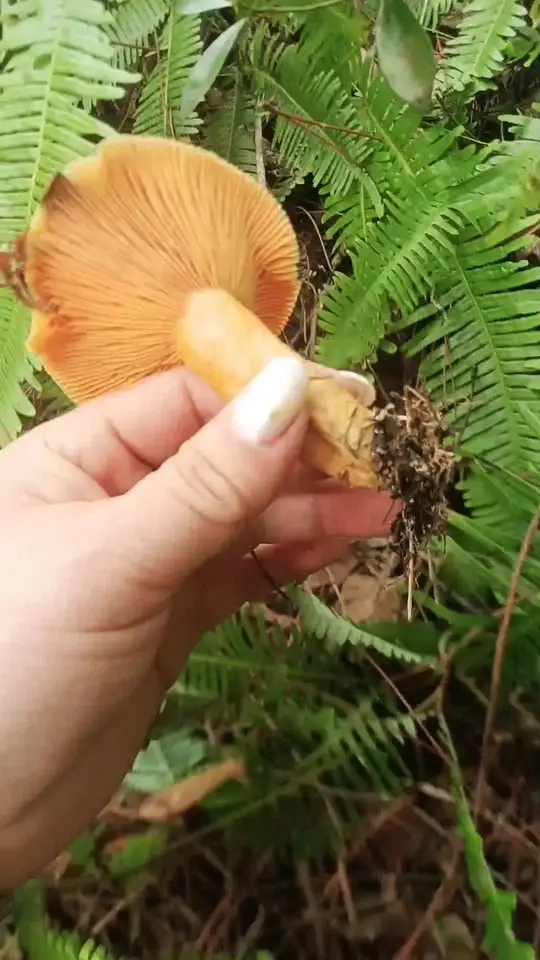 漂洋过海来找你，满头大汗，晚上终于有下酒菜啦！