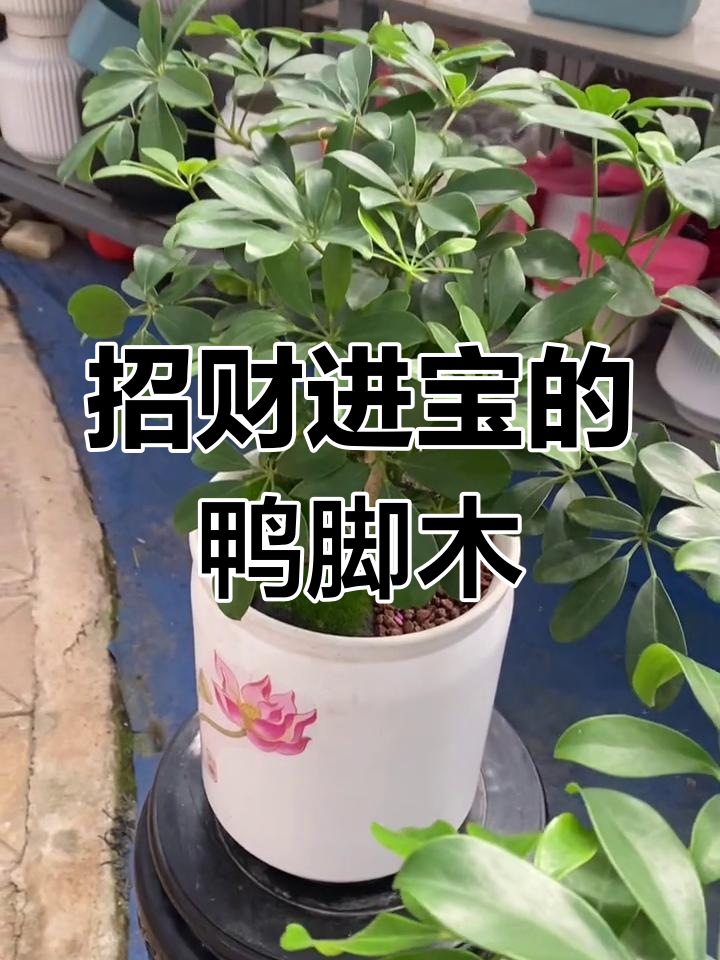 鸭脚木:四季常绿,寓意深刻,送礼佳选