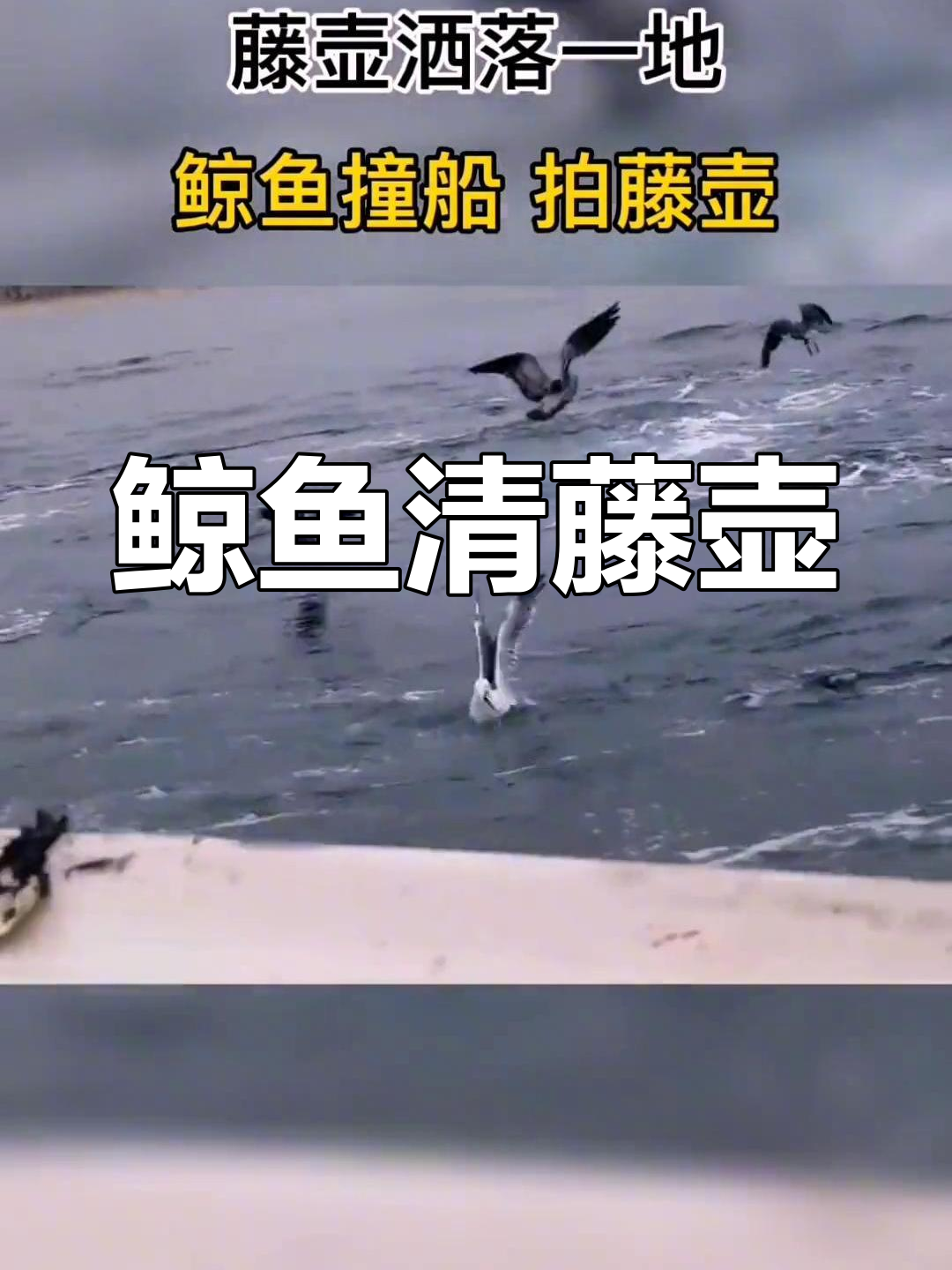 鲸鱼巧妙清除藤壶,船上满是掉落物,看得我头皮发麻!