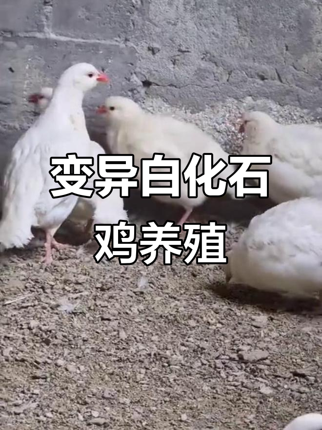 白化石鸡与鹧鸪的奇妙养殖故事，轻松上手！