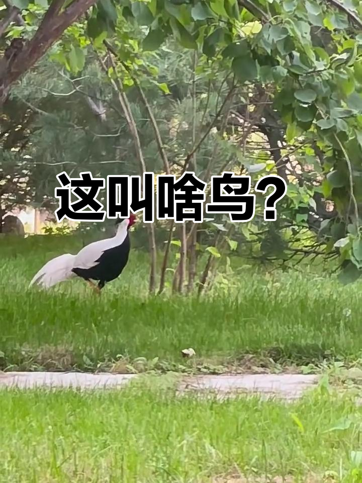 珍珠鸡还是哨子鸟?叫声让人傻傻分不清