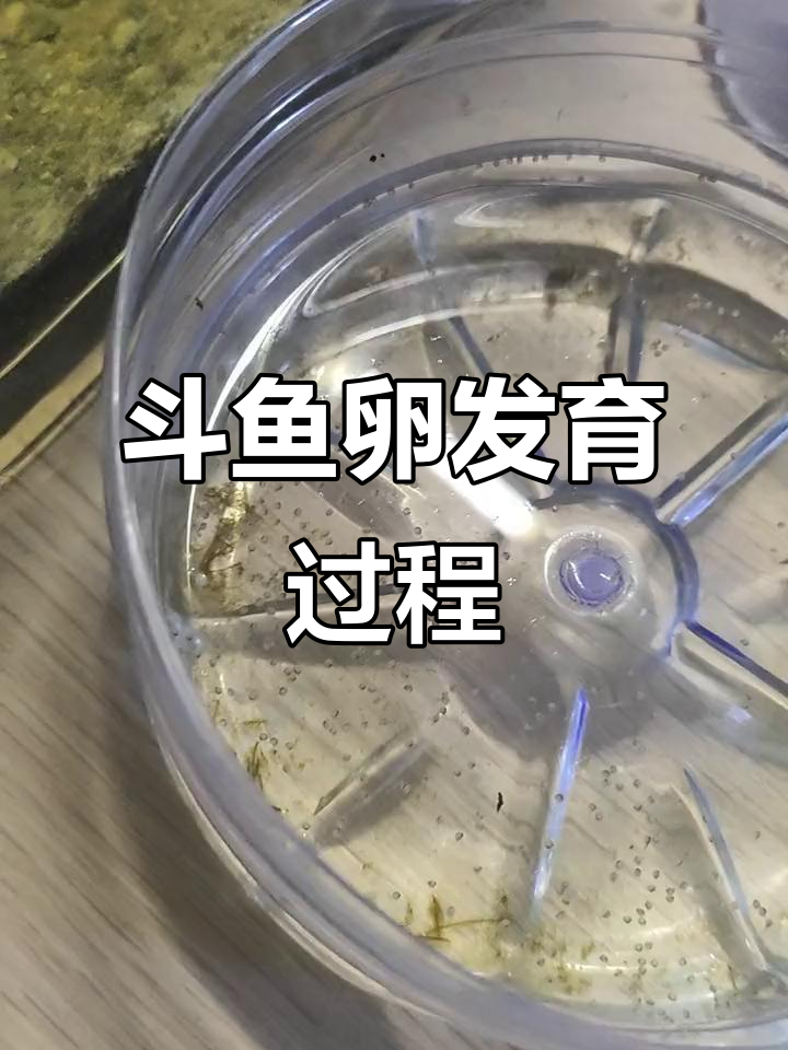 斗鱼卵的变化:从受精到游动,全过程记录