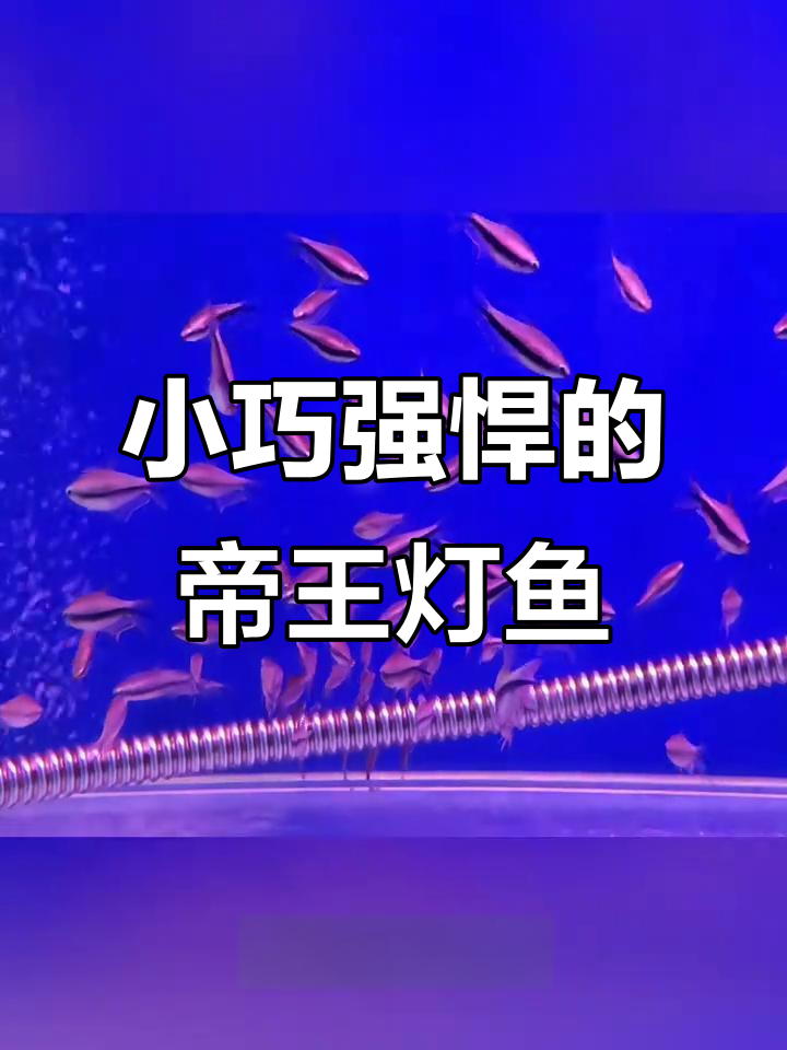 帝王灯鱼：色彩丰富的小型热带观赏鱼，性格凶猛不宜混养