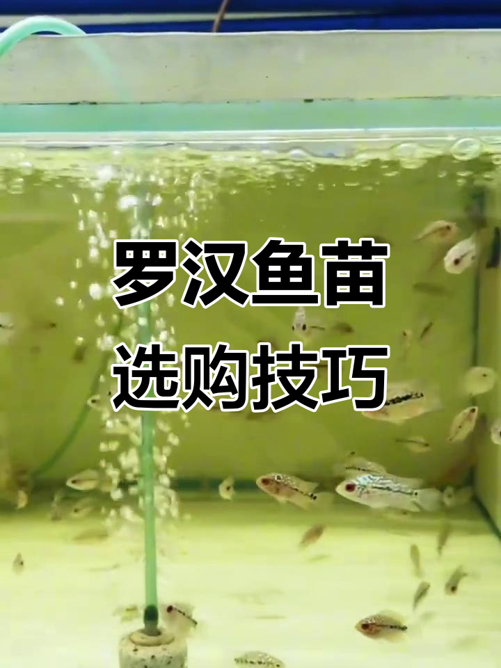 如何挑选优质罗汉鱼苗?从小细节看蜕变潜力