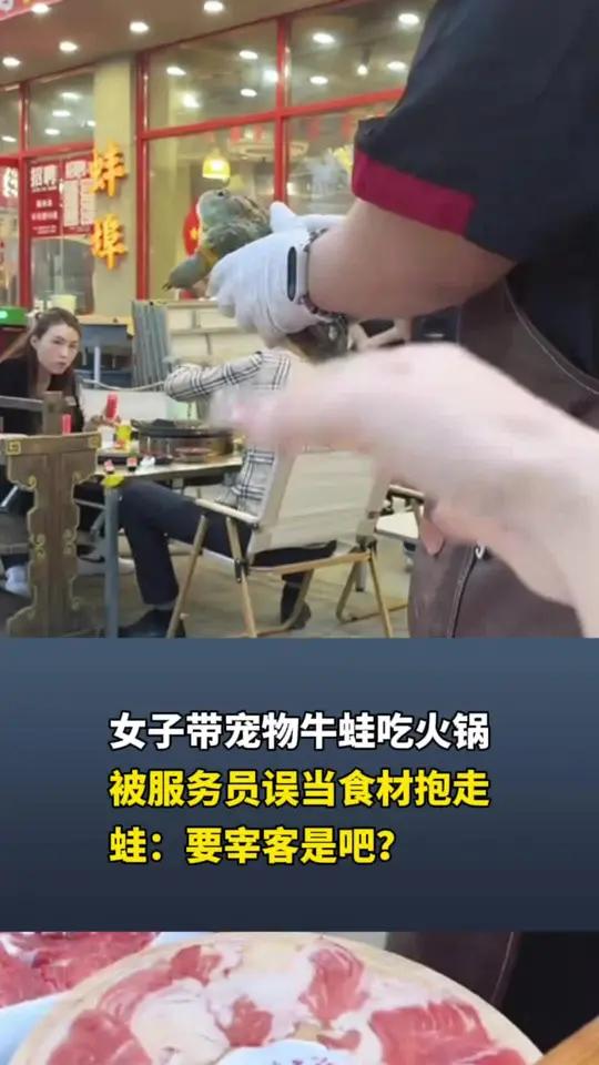 女子带宠物牛蛙吃火锅 被服务员误当食材抱走 蛙：要宰客是吧？