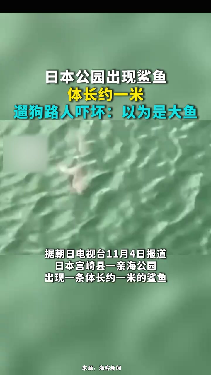 日本公园出现鲨鱼,体长约一米,遛狗路人吓坏:以为是大鱼