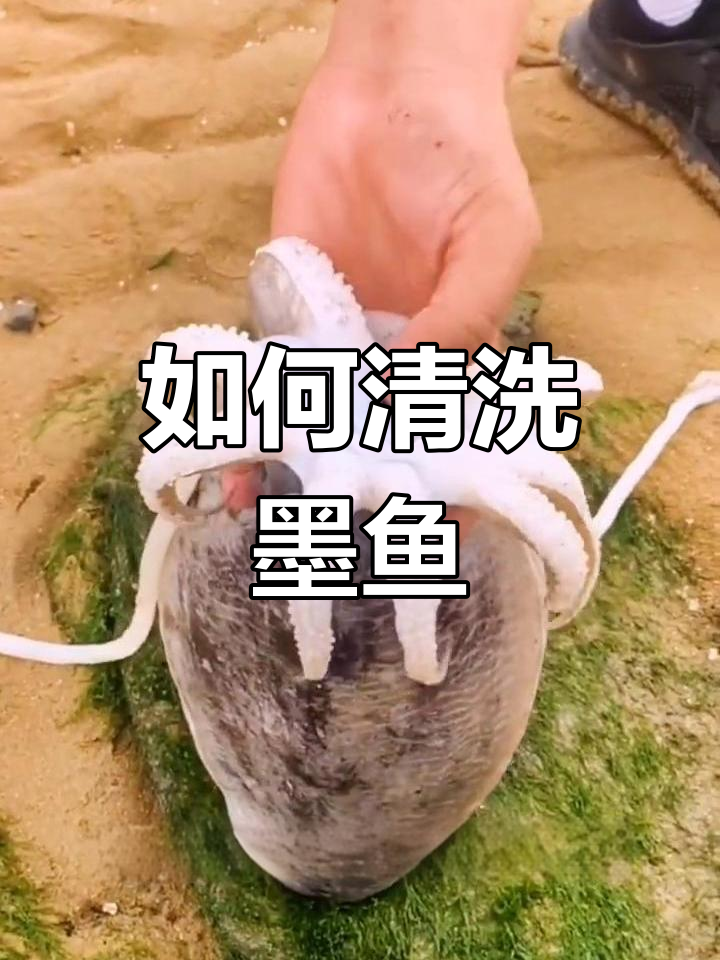 墨鱼清理小技巧,轻松去除牙渍