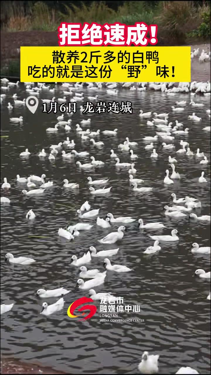拒绝速成！散养2斤多的连城白鸭，吃的就是这份“野”味。龙媒体记者：林丹霓修凯连灼森#本地新