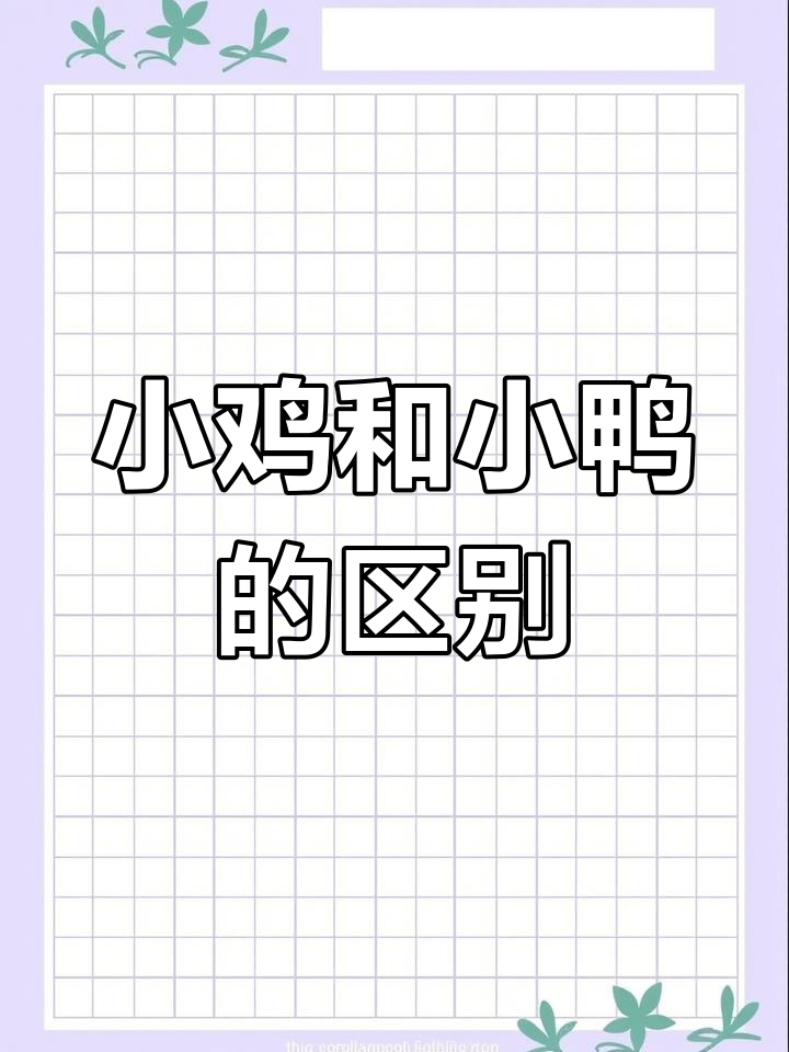 小鸡小鸭大不同,脚趾、嘴巴和游泳本领全揭秘