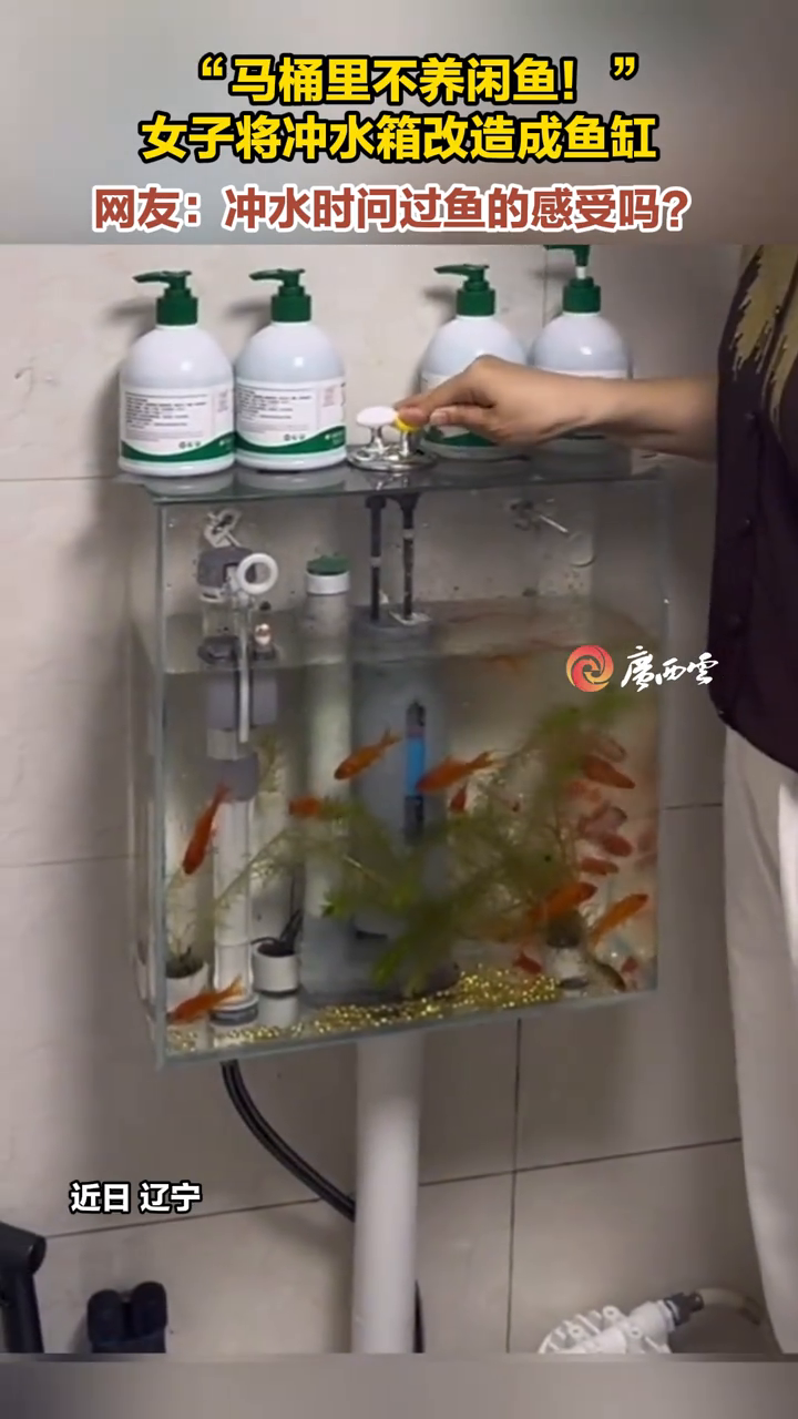 自家马桶水箱竟能养鱼?女子神奇改造看傻网友