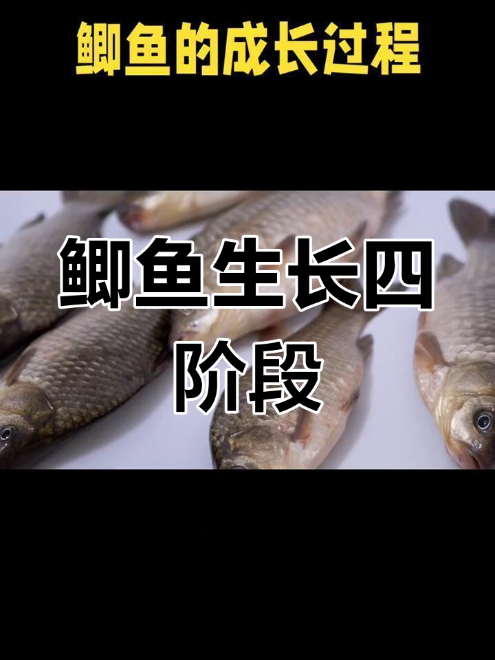 鲫鱼成长过程揭秘:从卵到成鱼的蜕变
