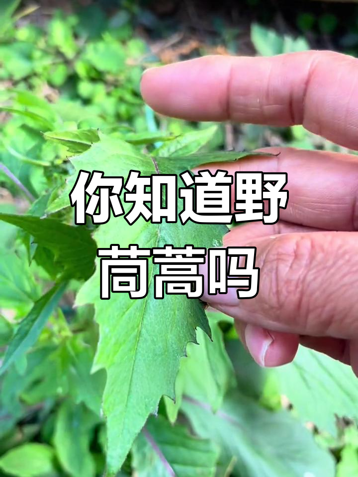 野茼蒿:农村的革命菜,你了解吗?
