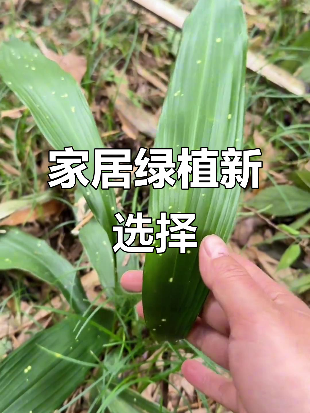 这种植物既美观又实用,家里盆栽能增添生机
