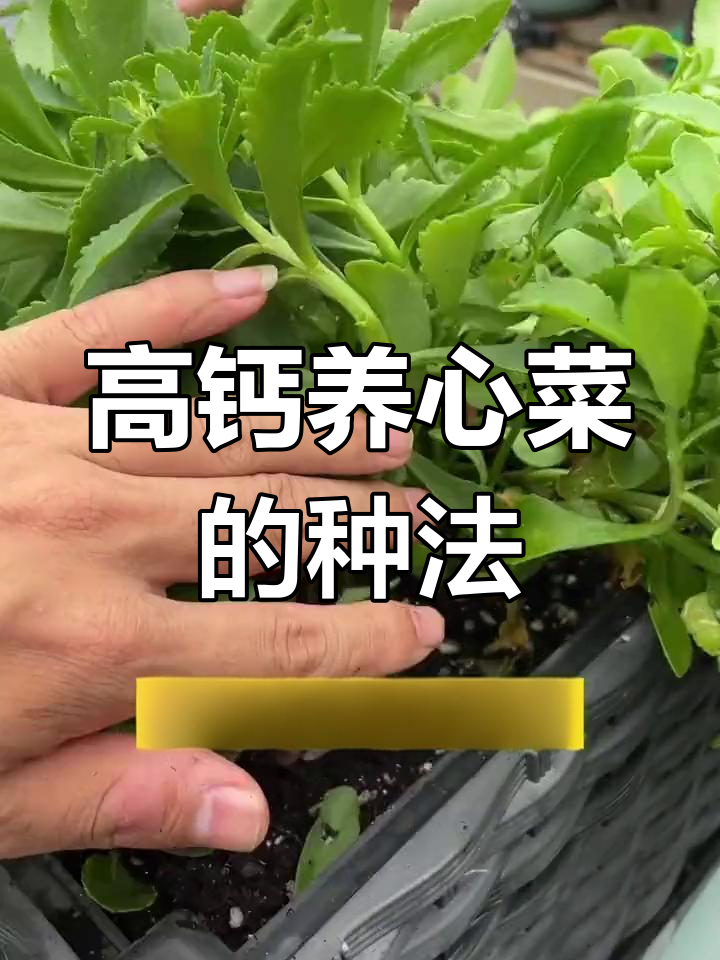 养心菜种植全攻略,轻松丰收