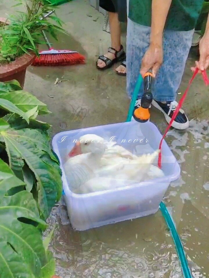大白鹅花束的寓意