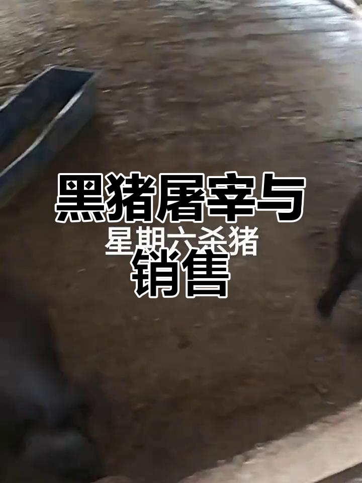 乡村黑猪屠宰现场,生态猪肉销售火热开启