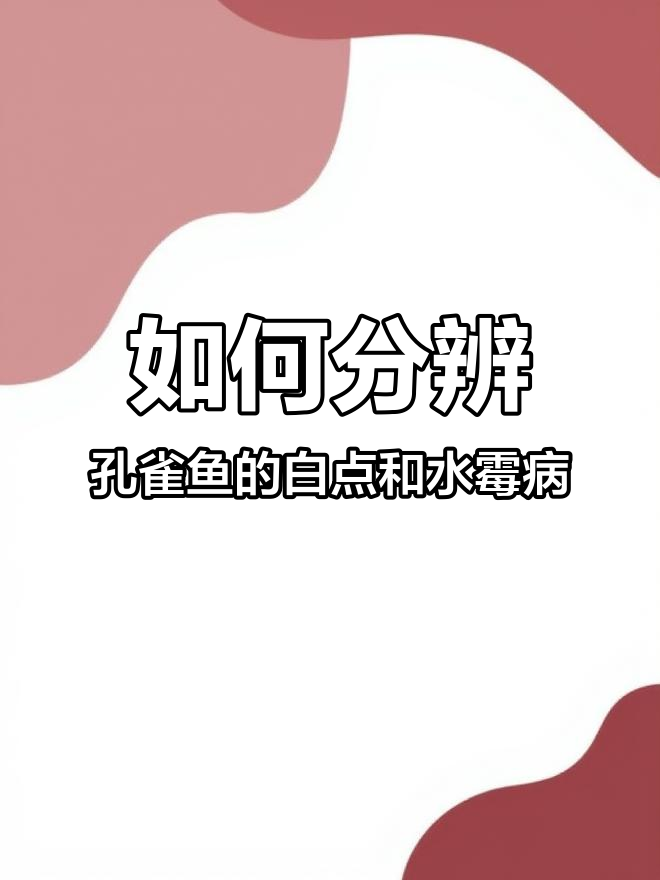 孔雀鱼长白毛是水霉病?如何区分与治疗