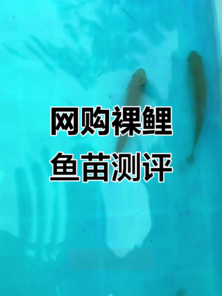 网购5块多买的裸鲤鱼苗,结果真让人意外!