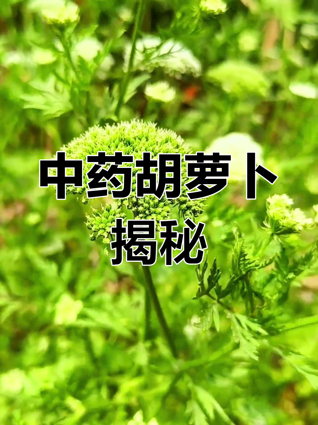 常见如胡萝卜,实则中药材,了解它的功效吗?