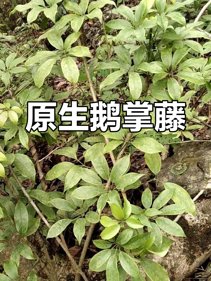 鹅掌藤:多功能的盆景与中药材