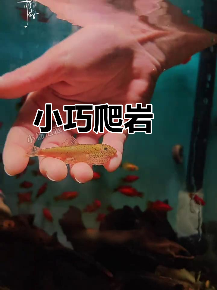 贵州爬岩鳅:小巧吸盘鱼,温和清道夫