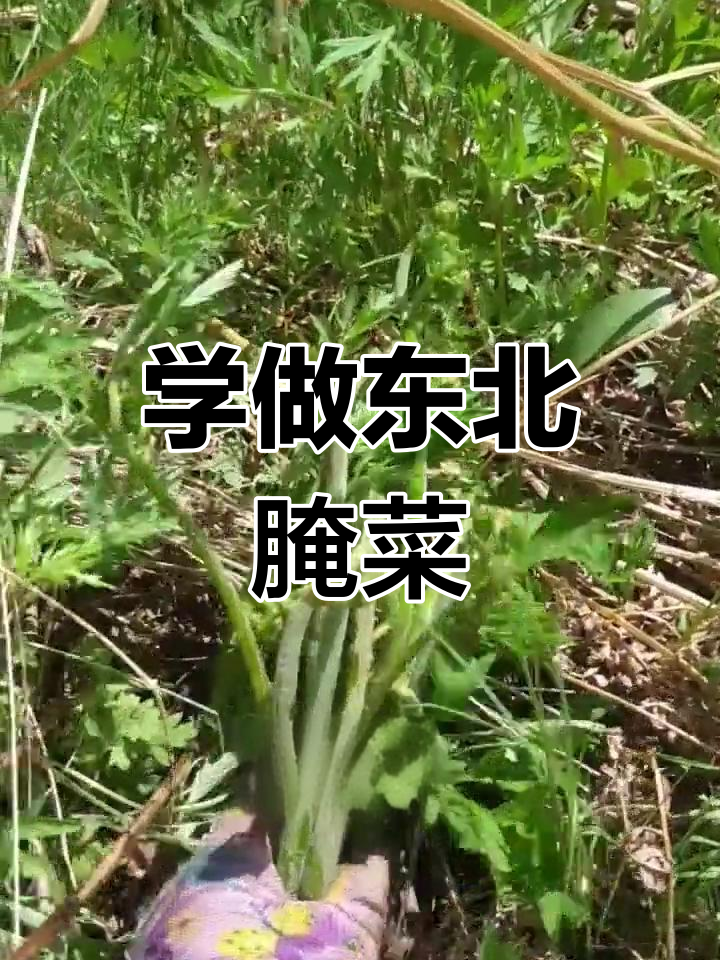 东北山野菜大揭秘,教你如何腌制美味佳肴