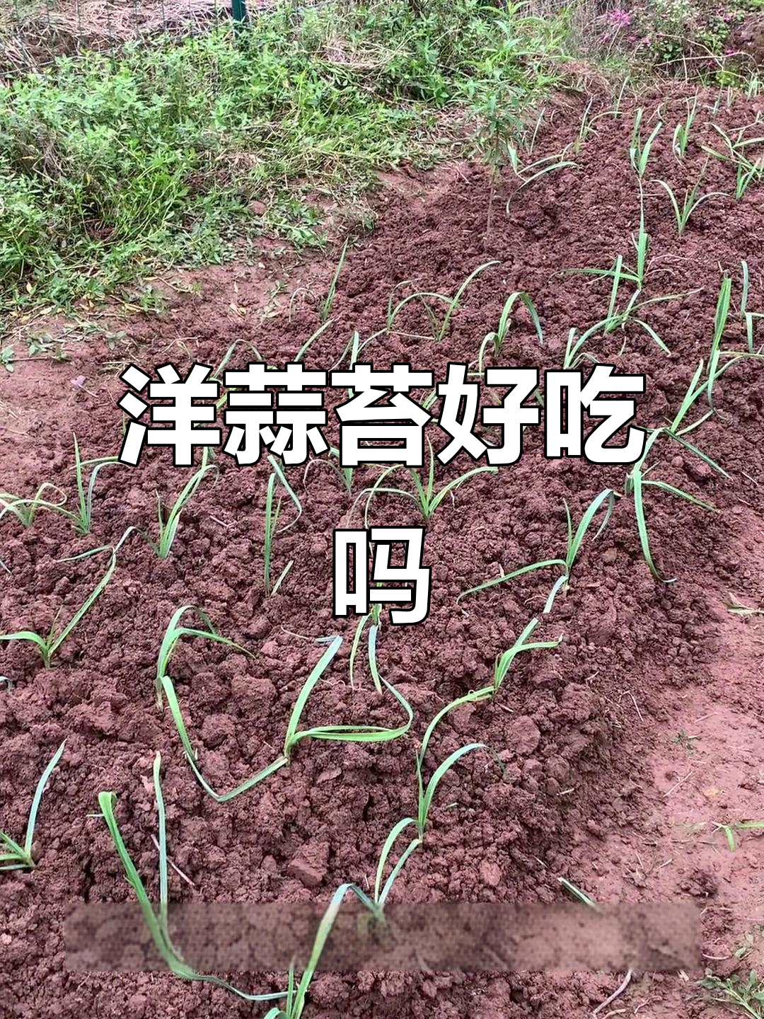 洋蒜苔与大蒜苔的口感大比拼,哪种更胜一筹?