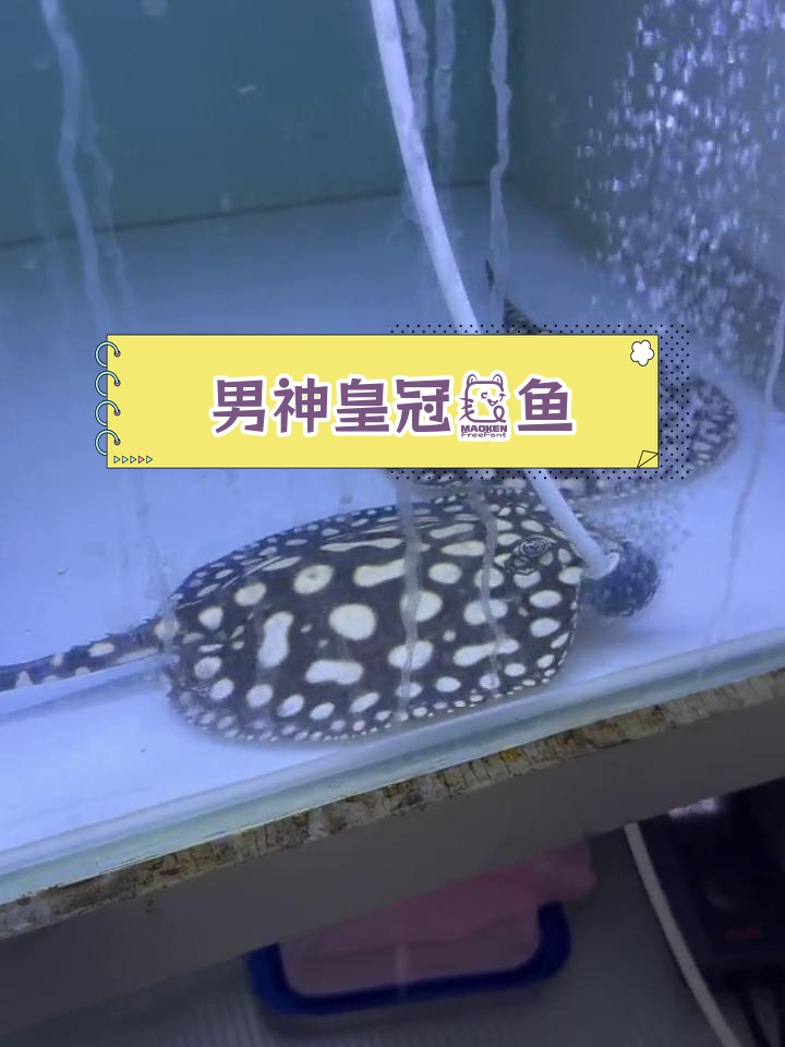 皇冠魟鱼品相展示,值得收藏