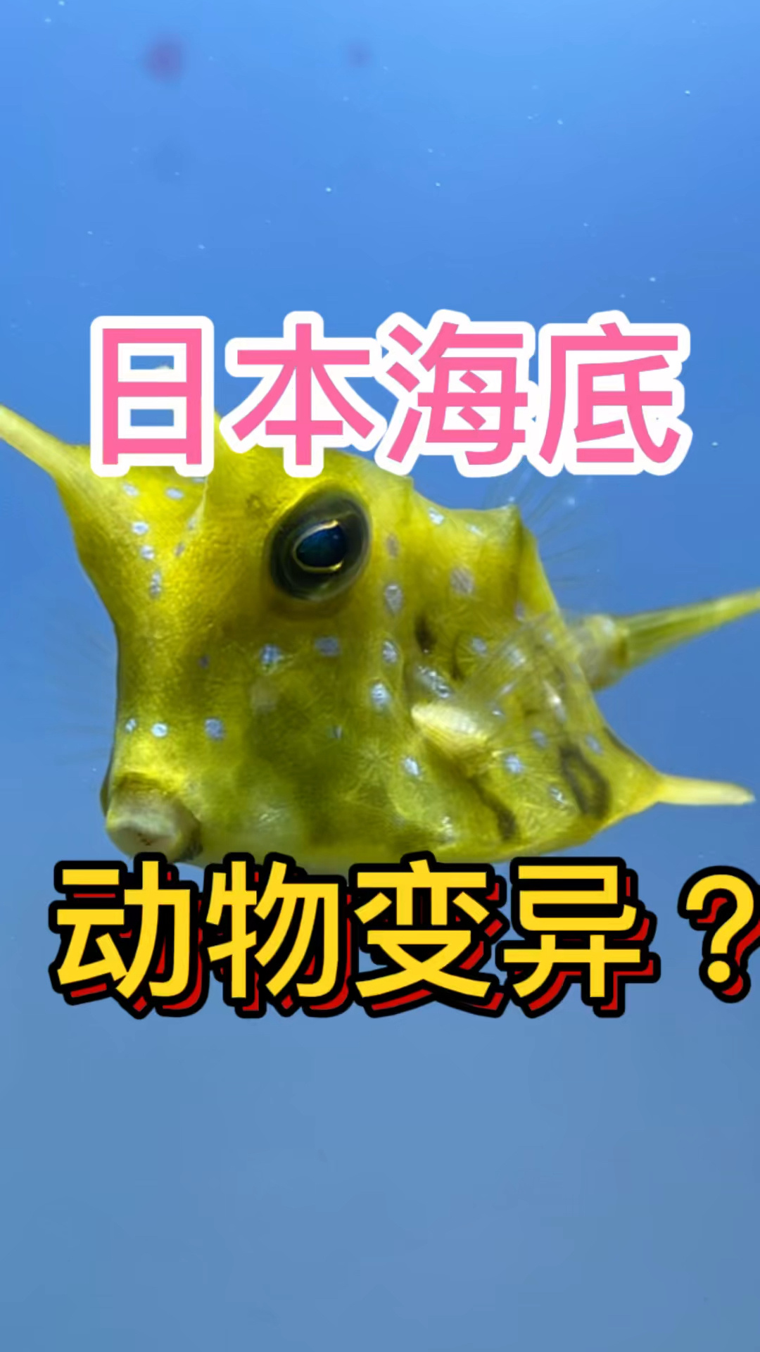 日本海底的章鱼变异了?难道