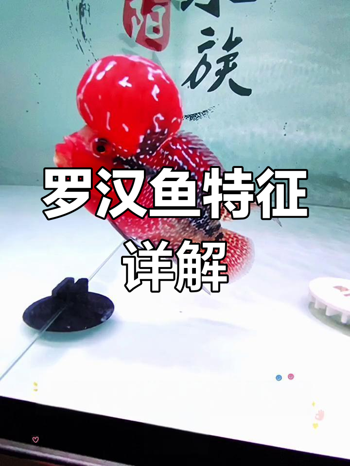 罗汉鱼品种解析:头型、墨线与尾鳍