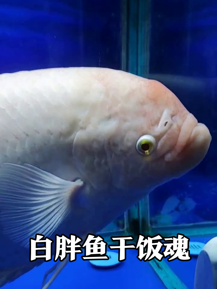 鱼缸显眼包实锤!大白鱼干饭撞脸表情包,互动笑翻