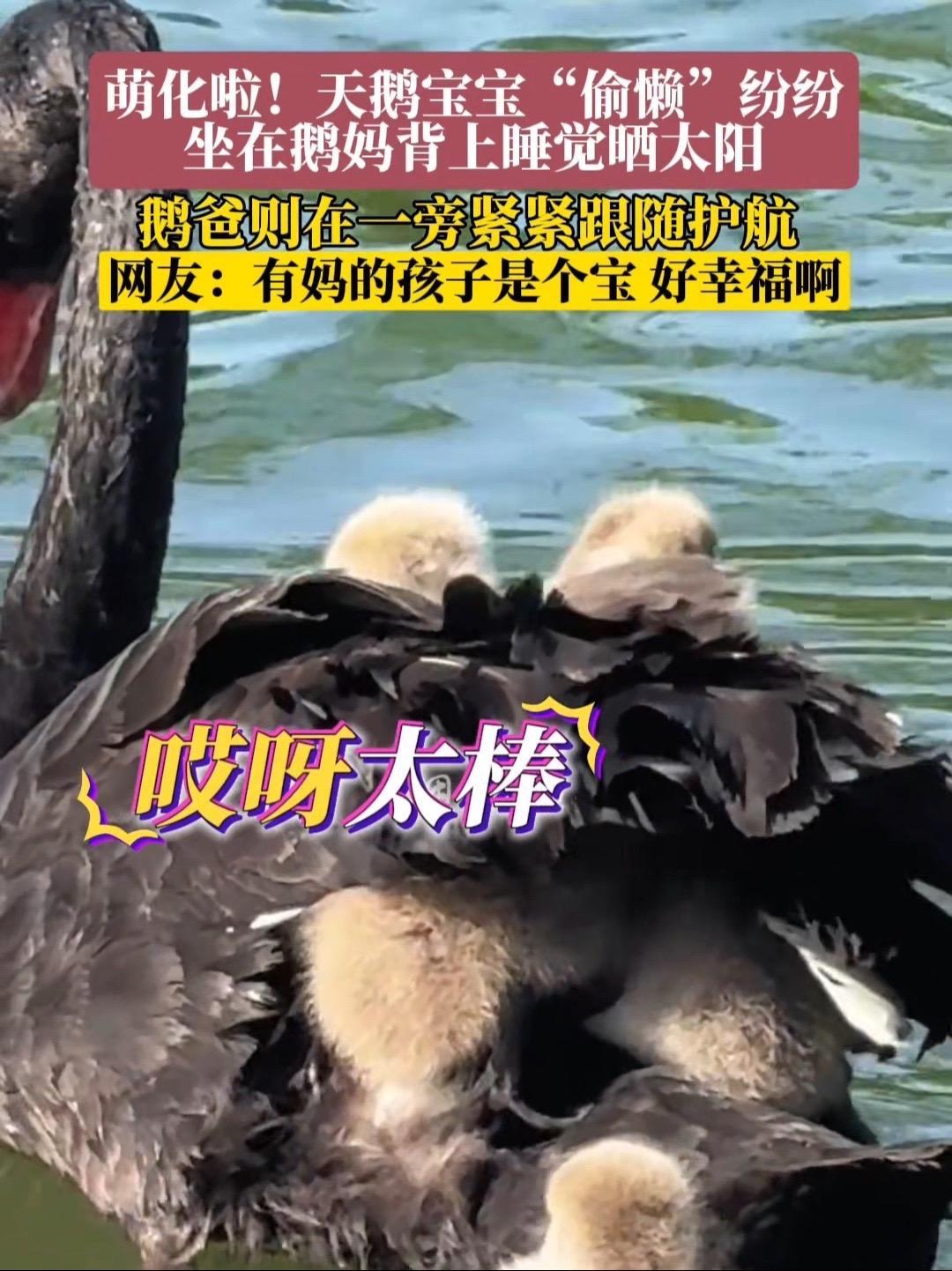 4月23日,北京。萌化啦!天鹅宝宝“偷懒”坐在鹅妈背上睡觉,感觉它好幸福!圆明园 黑天鹅 
