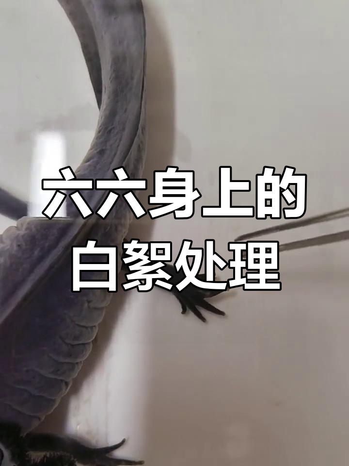 六角恐龙鱼身上白絮清理技巧
