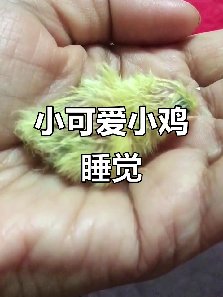 刚孵化的小鸡,毛还没干就睡着了,太萌了!