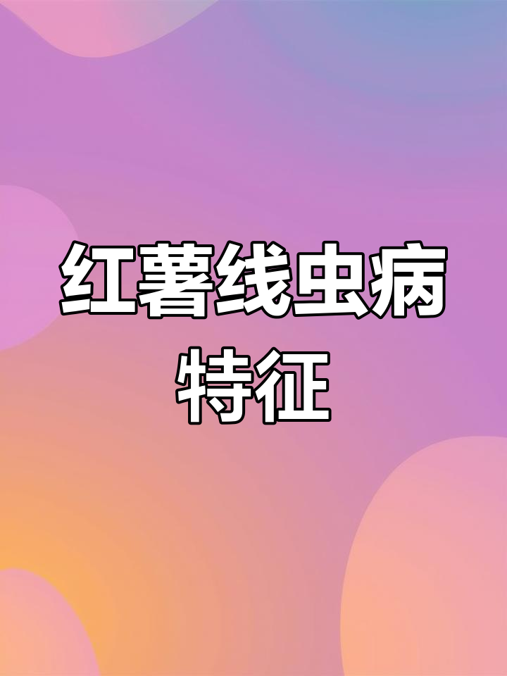红薯茎线虫病症状分析:糠心与裂皮危害