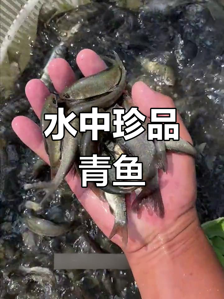 青鱼肉质鲜美,生长迅速,是珍贵的水产佳品