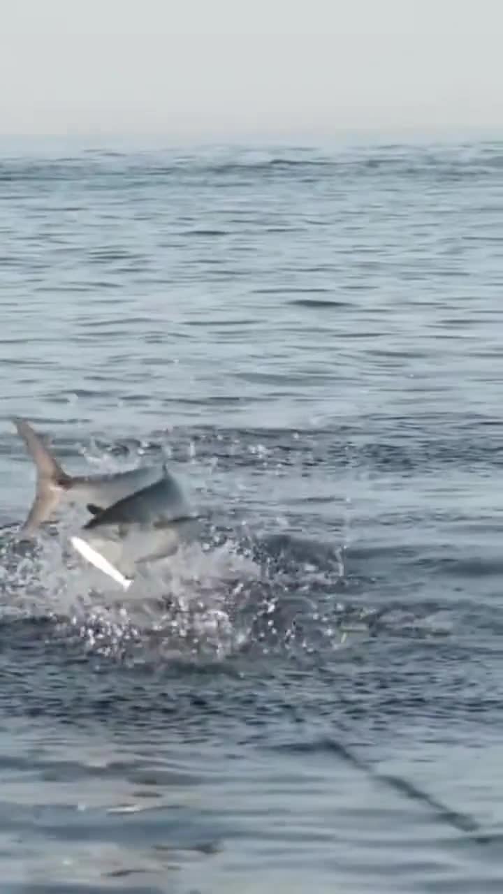 只有马鲛鱼才能跳出的高度 户外钓鱼
